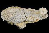 Fossil Coral Colony (Stylina & Thamnasteria) Association -Germany #157325-1